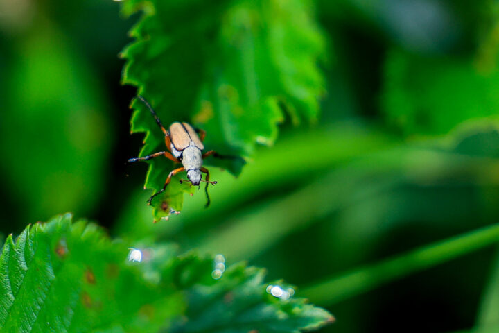 Les défis des fermettiers face aux envahisseurs dans leur jardin