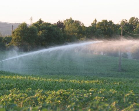 Les Jeunes agriculteurs du Gers dénoncent des restrictions d'irrigation jugées catastrophiques pour les cultures