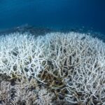 Les océans atteignent un nouveau record de chaleur avec une température moyenne de 20,98 °C en juin