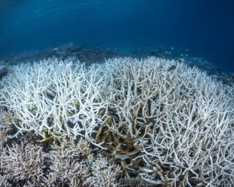 Les océans atteignent un nouveau record de chaleur avec une température moyenne de 20,98 °C en juin