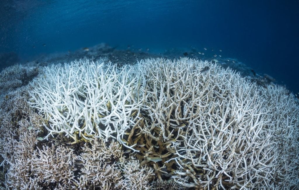 Les océans atteignent un nouveau record de chaleur avec une température moyenne de 20,98 °C en juin