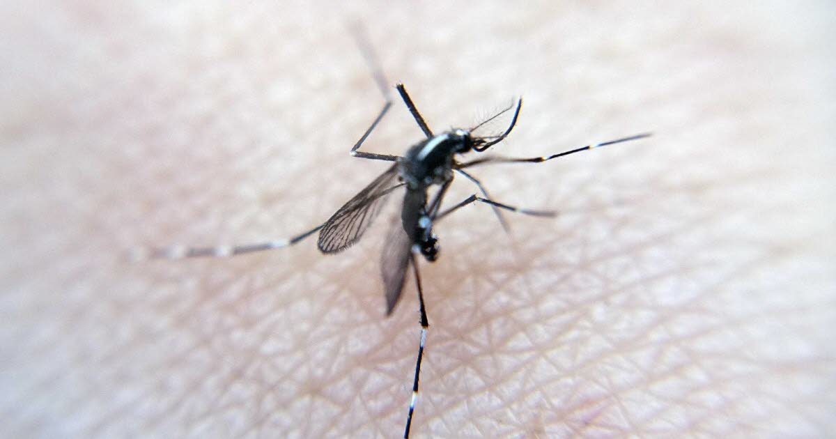 Moustique tigre : comment choisir un répulsif efficace