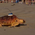 Retour à l’océan pour 33 tortues caouannes relâchées par l’aquarium de La Rochelle