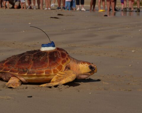 Retour à l’océan pour 33 tortues caouannes relâchées par l’aquarium de La Rochelle