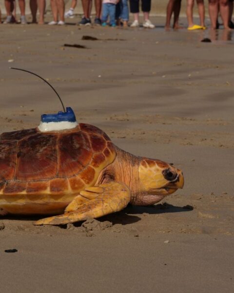 Retour à l’océan pour 33 tortues caouannes relâchées par l’aquarium de La Rochelle