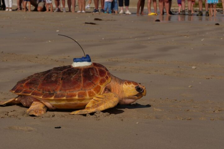 Retour à l’océan pour 33 tortues caouannes relâchées par l’aquarium de La Rochelle