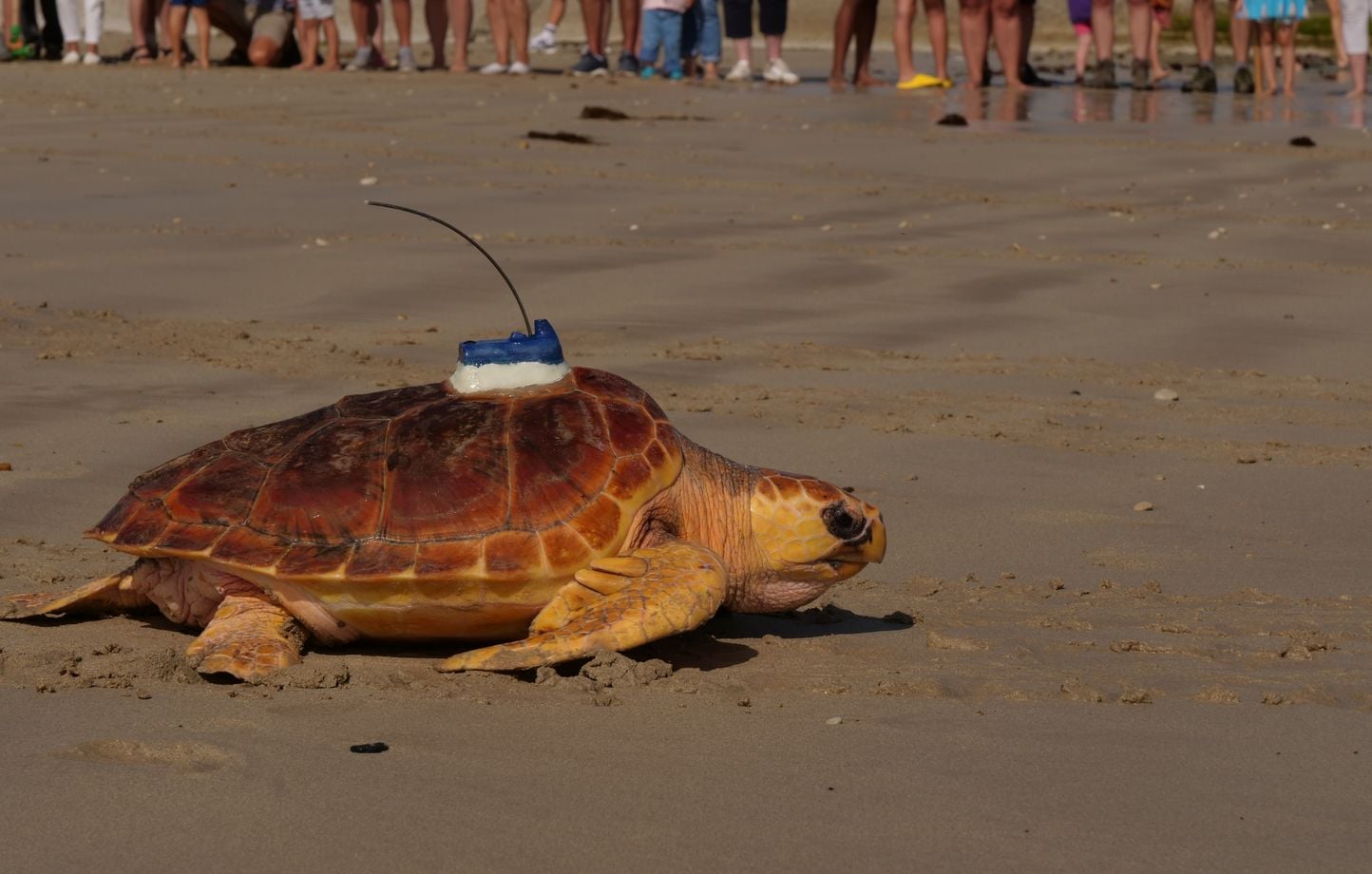 Retour à l’océan pour 33 tortues caouannes relâchées par l’aquarium de La Rochelle