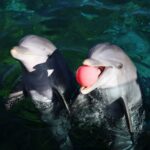 Transfert contesté de huit dauphins de Marineland vers Malaga : des associations dénoncent un scandale d'État