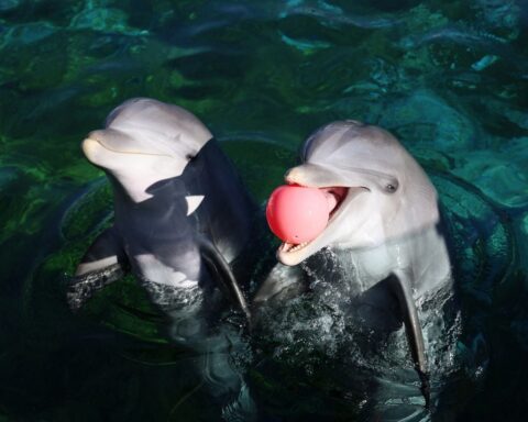 Transfert contesté de huit dauphins de Marineland vers Malaga : des associations dénoncent un scandale d'État