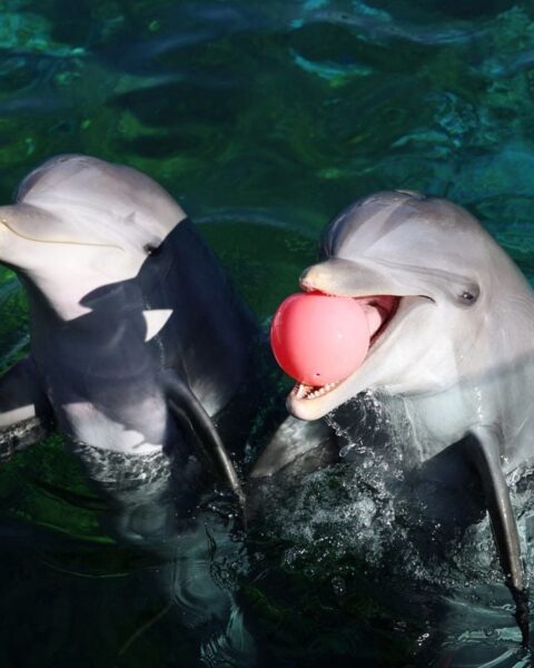 Transfert contesté de huit dauphins de Marineland vers Malaga : des associations dénoncent un scandale d'État