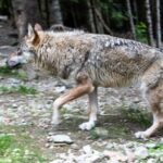 Trois individus jugés pour avoir abattu illégalement neuf loups dans les Hautes-Alpes