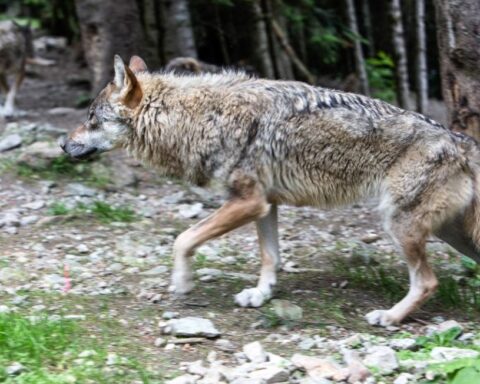 Trois individus jugés pour avoir abattu illégalement neuf loups dans les Hautes-Alpes