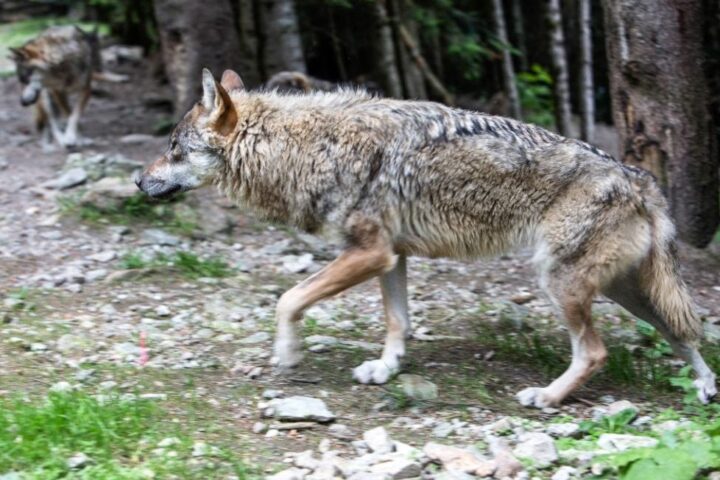 Trois individus jugés pour avoir abattu illégalement neuf loups dans les Hautes-Alpes