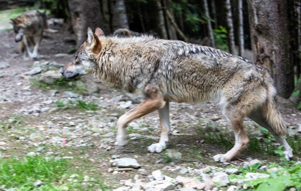 Trois individus jugés pour avoir abattu illégalement neuf loups dans les Hautes-Alpes