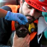 Un chat retrouvé vivant dans les décombres d'un immeuble au Venezuela, trois semaines après le séisme