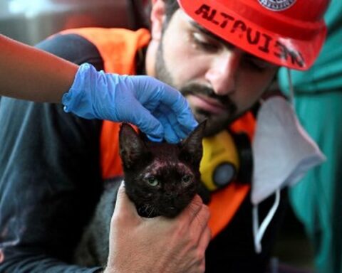 Un chat retrouvé vivant dans les décombres d'un immeuble au Venezuela, trois semaines après le séisme