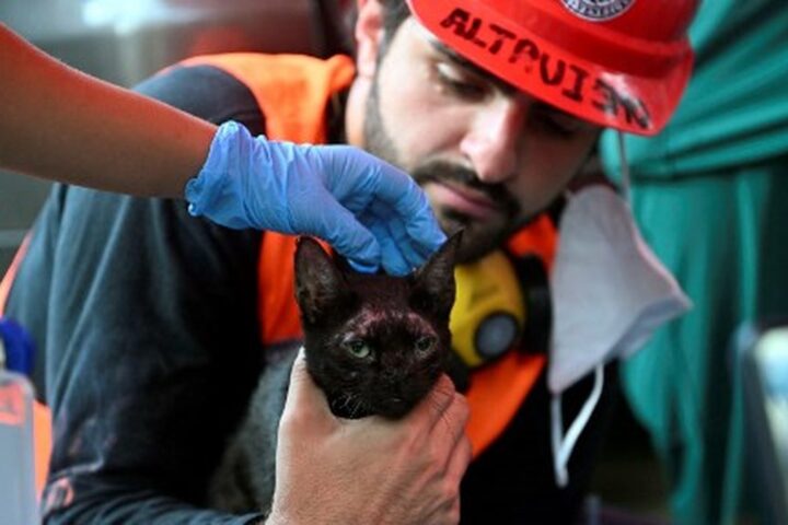 Un chat retrouvé vivant dans les décombres d'un immeuble au Venezuela, trois semaines après le séisme