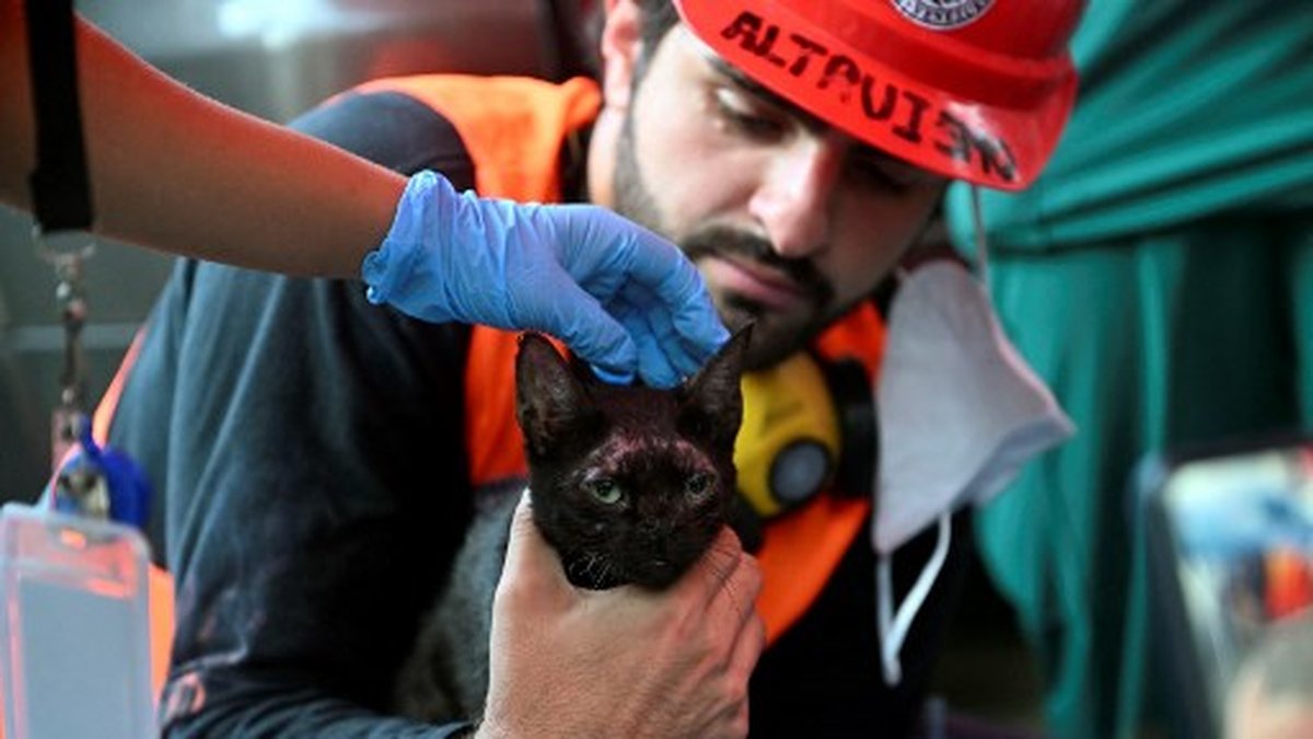 Un chat retrouvé vivant dans les décombres d'un immeuble au Venezuela, trois semaines après le séisme