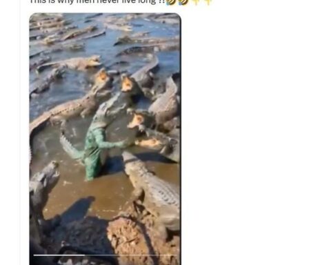 Un homme se déguise en crocodile, une vidéo manipulée fait le buzz sur les réseaux sociaux