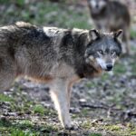Un loup menace un enfant de deux ans à Camaiore, sa chienne se sacrifie pour le protéger