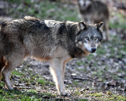 Un loup menace un enfant de deux ans à Camaiore, sa chienne se sacrifie pour le protéger