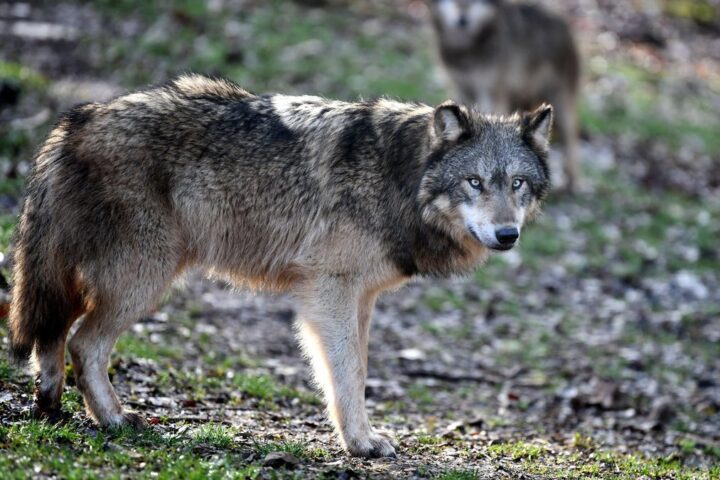Un loup menace un enfant de deux ans à Camaiore, sa chienne se sacrifie pour le protéger