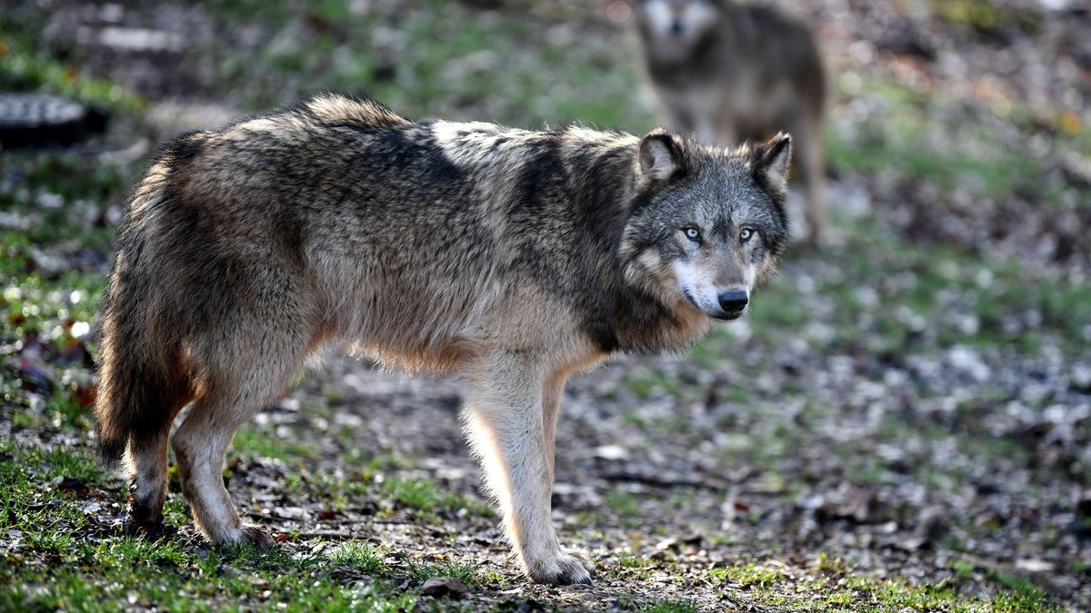 Un loup menace un enfant de deux ans à Camaiore, sa chienne se sacrifie pour le protéger