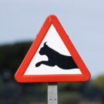 Un nouveau panneau de signalisation pour protéger le lynx boréal dans le Haut Jura