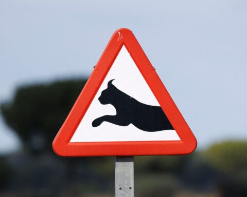 Un nouveau panneau de signalisation pour protéger le lynx boréal dans le Haut Jura