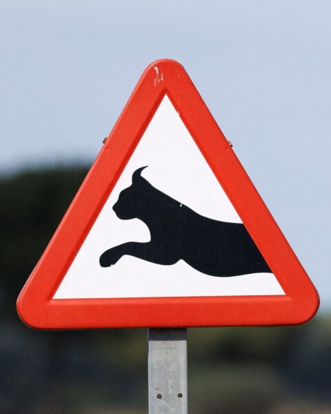 Un nouveau panneau de signalisation pour protéger le lynx boréal dans le Haut Jura