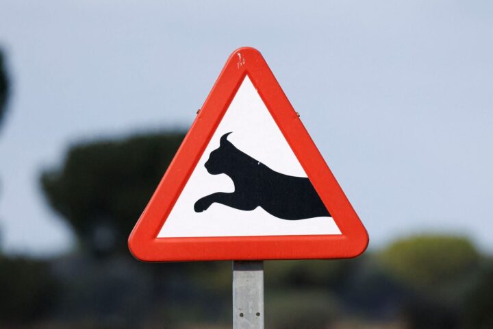 Un nouveau panneau de signalisation pour protéger le lynx boréal dans le Haut Jura