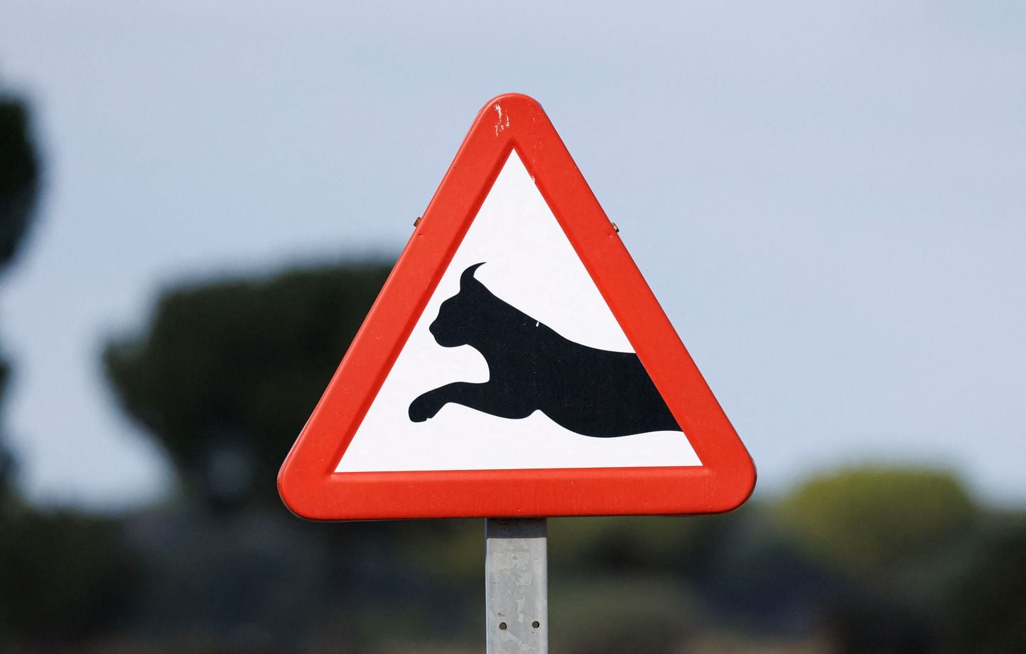 Un nouveau panneau de signalisation pour protéger le lynx boréal dans le Haut Jura