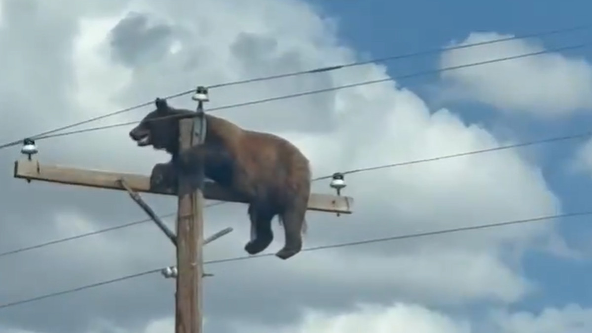 Un ours filmé perché sur un poteau électrique dans le Nouveau-Mexique tragiquement électrocuté