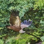Un vautour fauve s’échappe d’un zoo de La Flèche, appel à témoins lancé