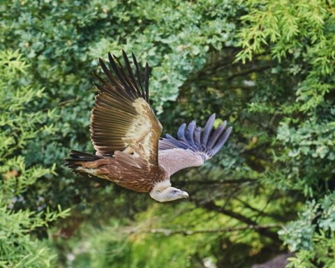 Un vautour fauve s’échappe d’un zoo de La Flèche, appel à témoins lancé