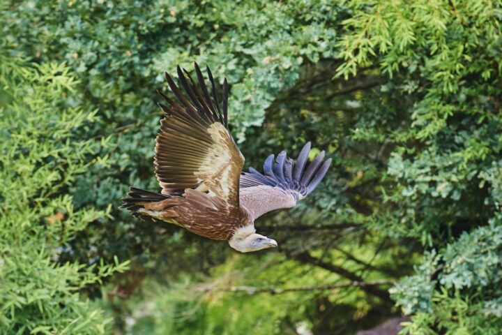 Un vautour fauve s’échappe d’un zoo de La Flèche, appel à témoins lancé