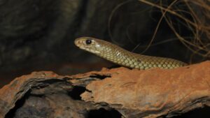 Une cycliste australienne mordue par un serpent brun oriental sur une piste de Nouvelle-Galles du Sud