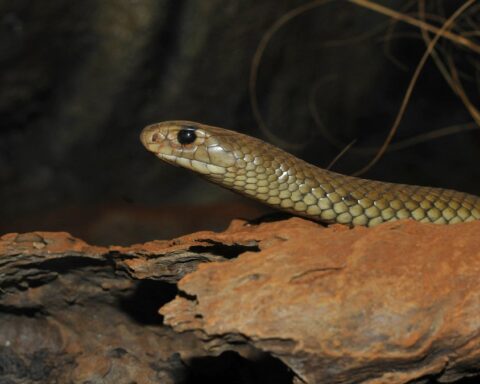 Une cycliste australienne mordue par un serpent brun oriental sur une piste de Nouvelle-Galles du Sud