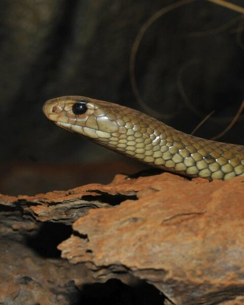 Une cycliste australienne mordue par un serpent brun oriental sur une piste de Nouvelle-Galles du Sud