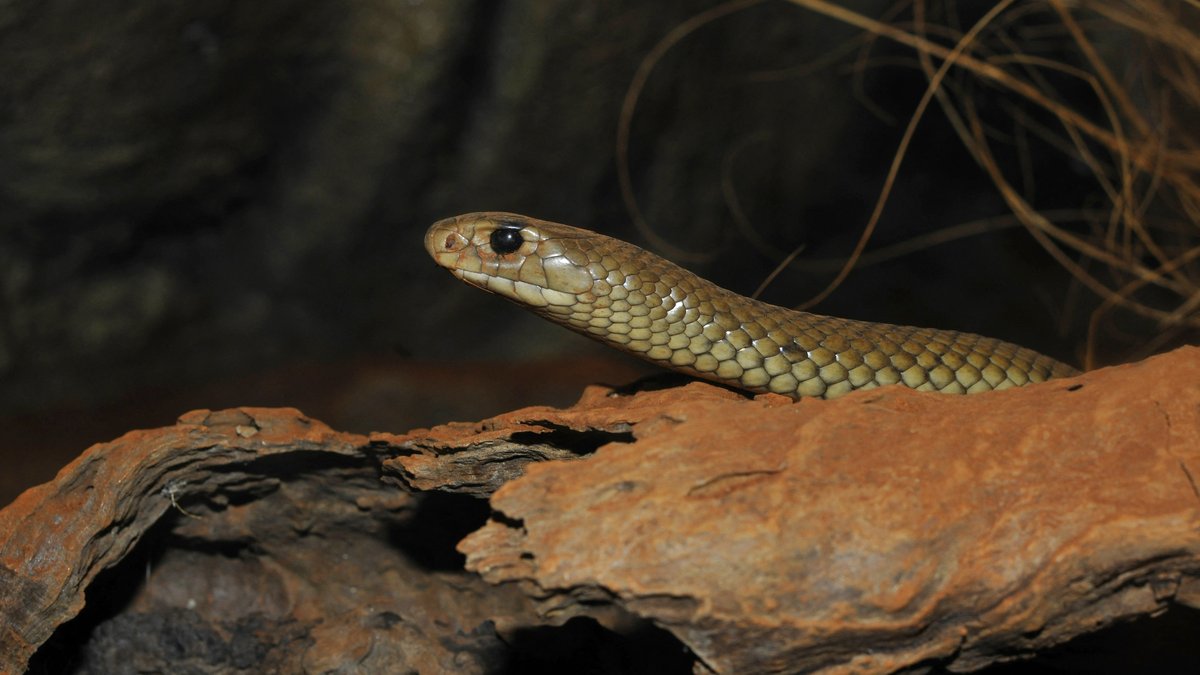 Une cycliste australienne mordue par un serpent brun oriental sur une piste de Nouvelle-Galles du Sud