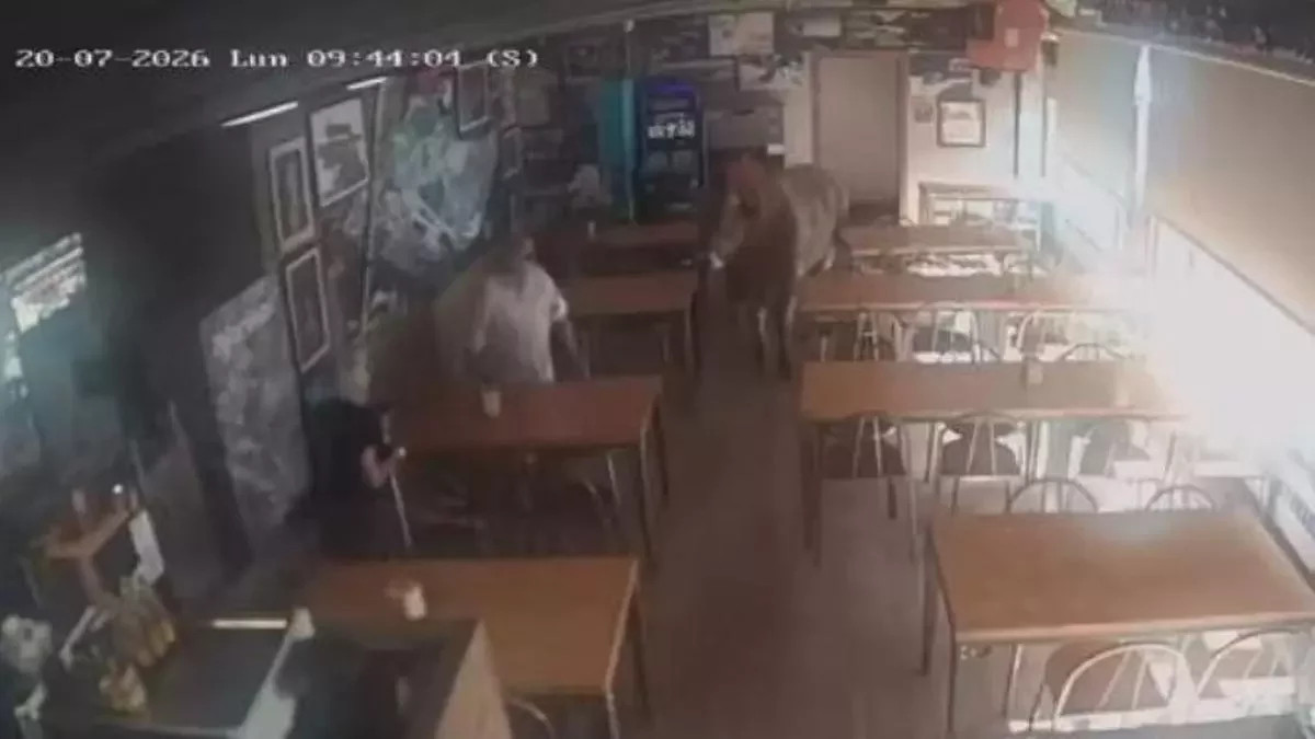 Une vache s'égare et pénètre dans un bar en Espagne, provoquant la frayeur parmi les clients