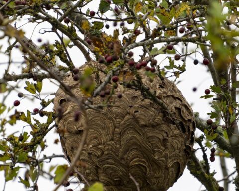 Vigo : des habitants en état d'alerte face à des nids de frelons asiatiques envahissants
