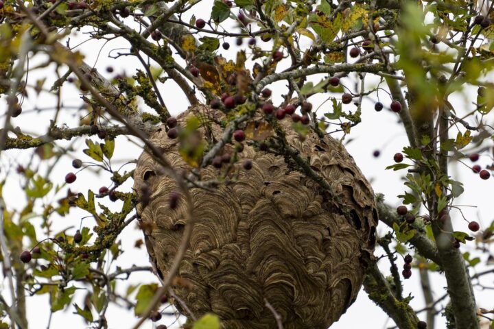 Vigo : des habitants en état d'alerte face à des nids de frelons asiatiques envahissants