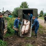 La région de Tioumen impose l’abattage de porcs sans révéler la maladie
