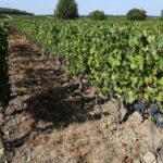 Alsace : les vendanges 2026 commencent ce mardi, un record de début anticipé