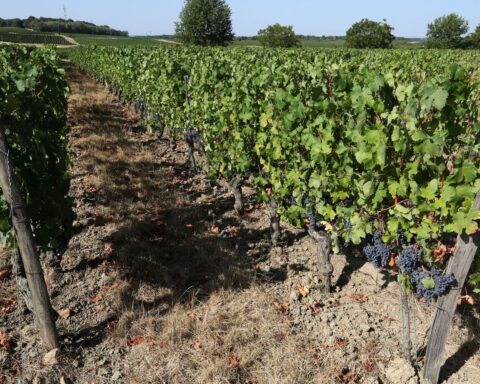 Alsace : les vendanges 2026 commencent ce mardi, un record de début anticipé