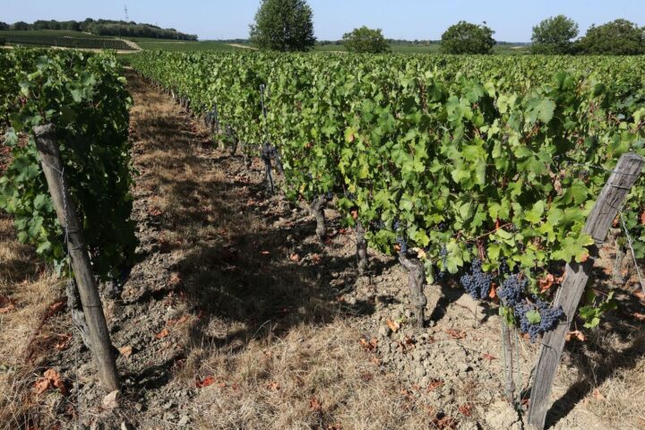 Alsace : les vendanges 2026 commencent ce mardi, un record de début anticipé