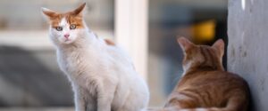 Ambre dépense des milliers d'euros pour sauver des chats errants à Boën-sur-Lignon malgré une plainte de la mairie