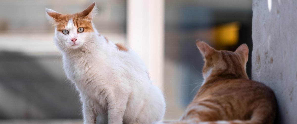 Ambre dépense des milliers d'euros pour sauver des chats errants à Boën-sur-Lignon malgré une plainte de la mairie
