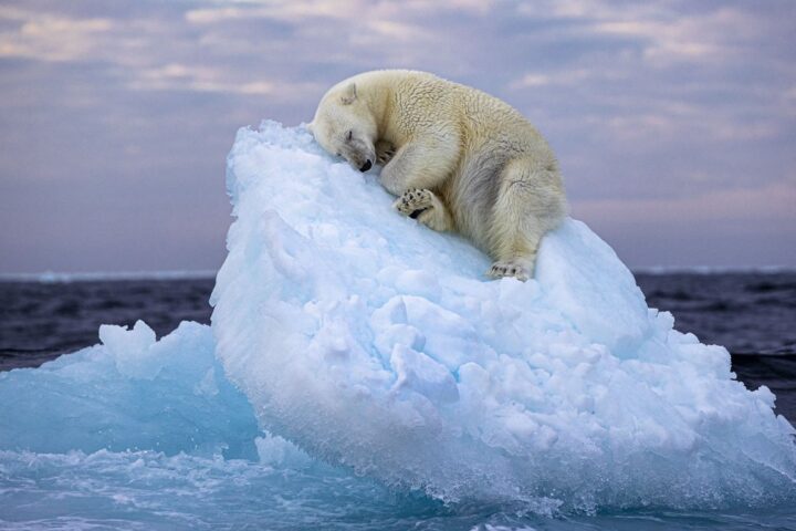 Amende de 4 550 euros pour avoir réveillé un ours polaire au Svalbard en Norvège